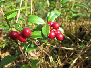  Cranberry