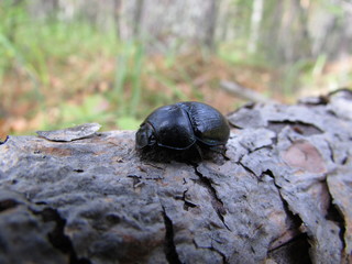  black beetle