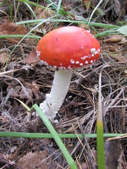 amanita