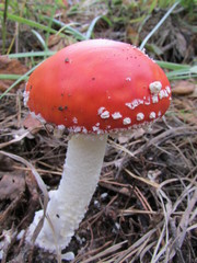 amanita