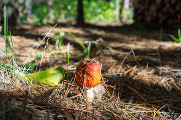 Muchomor czerwony © SebbPL