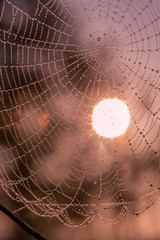 Dew drops on spider web in foggy field in morning. Spider web dew macro view. Spider web dew drops in morning field background