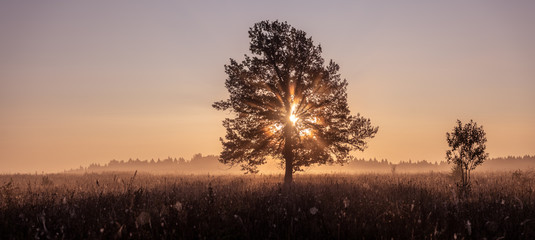 Tree on a early autumn morning in Russia