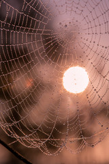 Dew drops on spider web in foggy field in morning. Spider web dew macro view. Spider web dew drops in morning field background