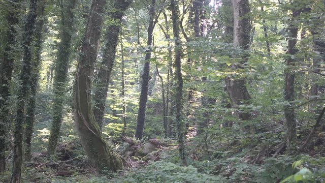 A heavenly site of Sunlight shining through fresh green trees in Lagodeghi national park in Georgia in July.