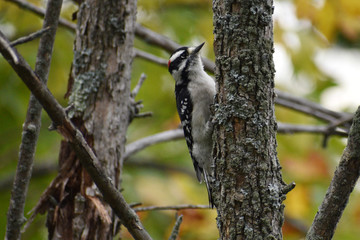 Downy Woodpecker