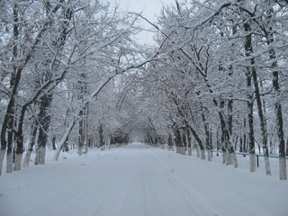 road in winter forest
