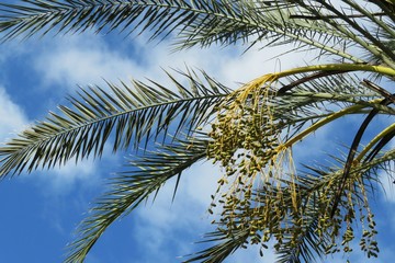 Palm tree branches with fruits on blue sky background in Florida nature