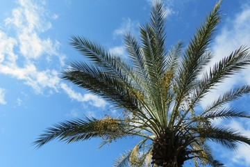 Obraz na płótnie Canvas Palm tree top on blue sky background