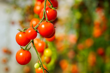 Image of fresh organic cherry tomatoes on tree