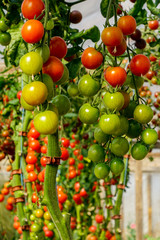 Image of fresh organic cherry tomatoes on tree