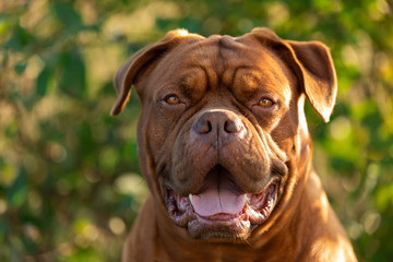 Portrait of a Dogue de Bordeaux