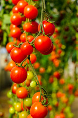 Image of fresh organic cherry tomatoes on tree