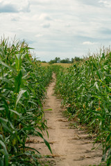 Path through a cornfield leading to the horizon
