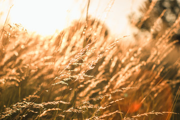 Obraz premium Wild grass field landscape with spikes. Rural scene. Nature concept. Blurred soft focus.