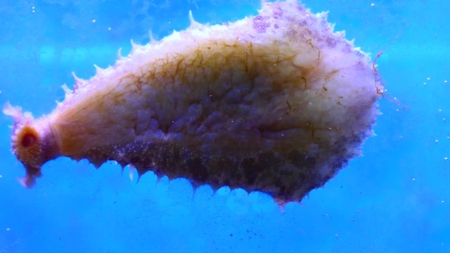 Big Sea Hare on Glass Eating Algae