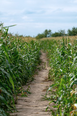 Fototapeta na wymiar Path leading through a cornfieldfrom the clear foreground to the unknown blurry future background