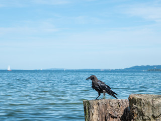 Crow on rock