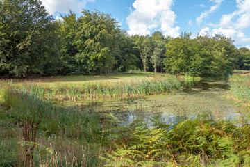 Fototapeta na wymiar Landscape in Park Nieuw Leeuwenhorst in Noordwijkerhout in the Netherlands.