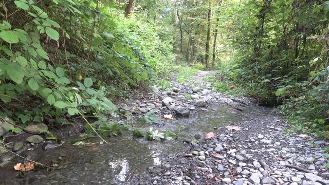 An inviting footpath with a small stream in a thick and bright forest in Lagodeghi national park in Georgia.