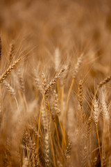 Fototapeta premium spikes