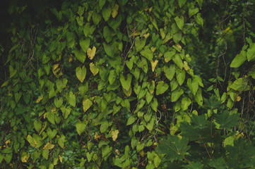 Wall of green leaves. foliage background
