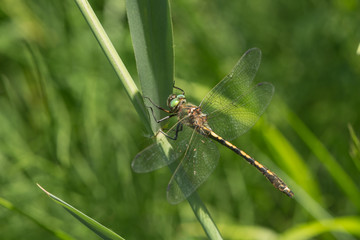 Macro eoner Zangenlibelle