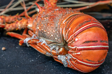 Crayfish in pan ready for cooking