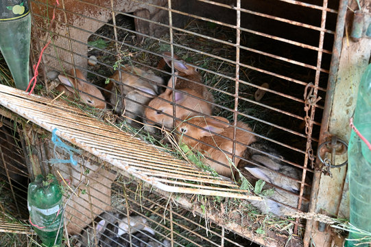Les lapins de la ferme