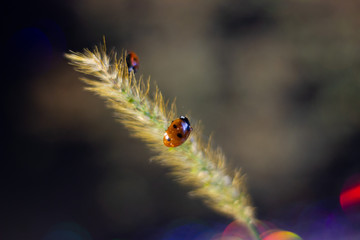 Red beetle ladybug crawling on a branch