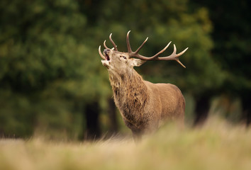 Red deer stag calling during rutting season in autumn
