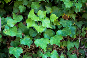 Hiedra silvestre