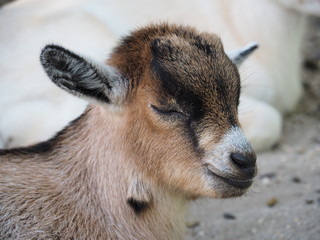 Fototapeta premium A closeup image of a baby goat with eyes closed