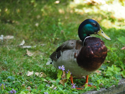 A full-body image of a duck on the ground