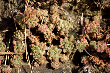 Un tipo de sedum