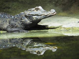 Fototapeta premium A closeup image of a baby crocodile with reflection in water