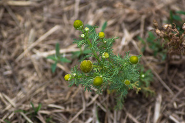 Matricaria discoidea encontrada en un camino rural