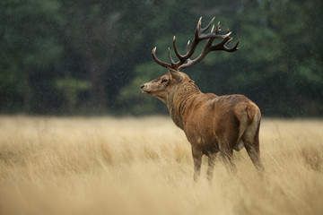 Red deer stag in the falling rain