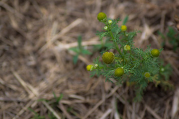 Matricaria discoidea encontrada en un camino rural