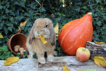 Rabbit in autumn