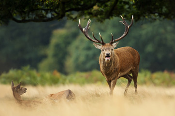 Naklejka na ściany i meble Red deer stag calling during rutting season in autumn