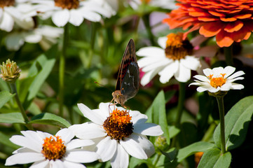 Obraz premium Mariposa tomando el sol sobre una gran flor blanca