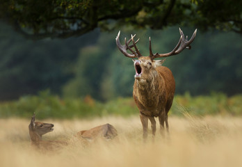 Red deer stag calling during rutting season in autumn