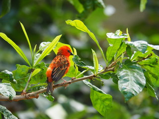 An image of a red fody (Madagascar fody) on a branch