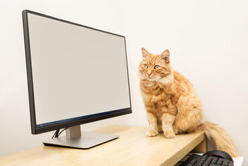 Ginger cat sitting on a table near computer