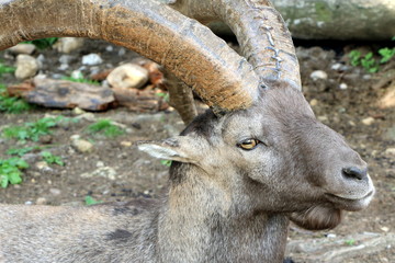Alpensteinbock, Steinbock, Wildtier, Capra ibex, männlicher Steinbock