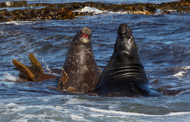 Southern elephant seals fighting in the Atlantic ocean
