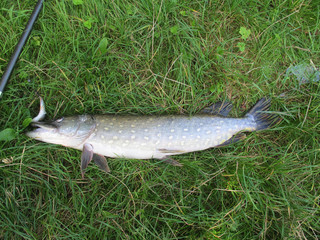 European pike caught on a small fish. River Sazava. Czech Republic