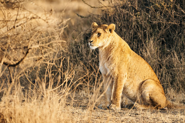 Obraz na płótnie Canvas Lioness (Panthera leo) lying in the grass.