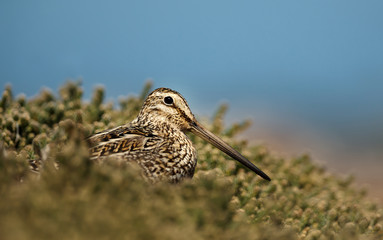 Close up of a south american snipe